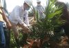Pj Sekda Tanam Replanting Sawit Kemitraan