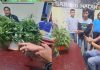 Jual Ganja Segar, Gani Warga Sungai Tebal di Cokok Polisi