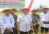 Dukung Ketahanan Pangan Nasional, Kodim 0420/Sarko Panen Raya